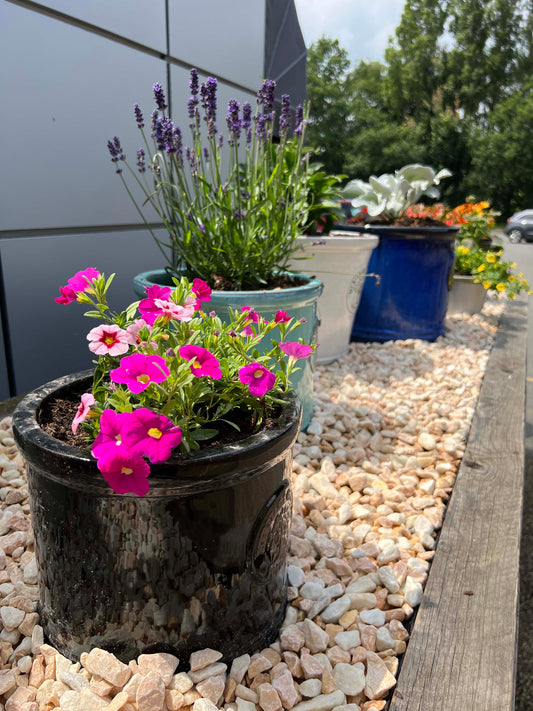 Heritage pots on pebbles. Plants in sunlight and shade