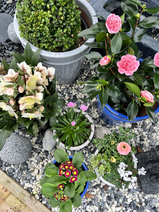 Top 10 Plants for early Spring