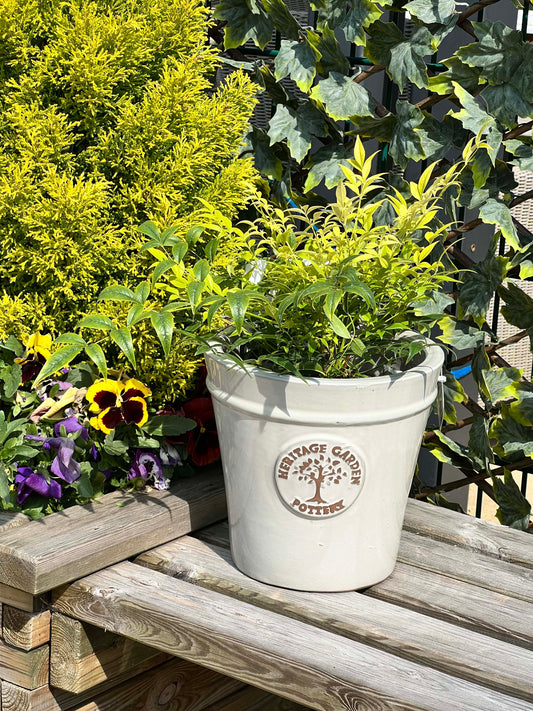 Outdoor pot in a lush green setting on wood