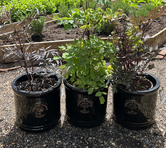 Black heritage garden pottery cylinders with plants