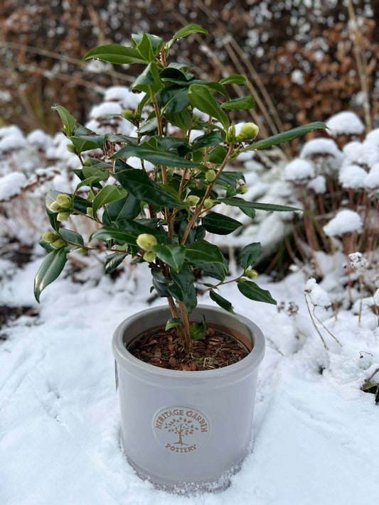 Outdoor Ceramic Pot Winter