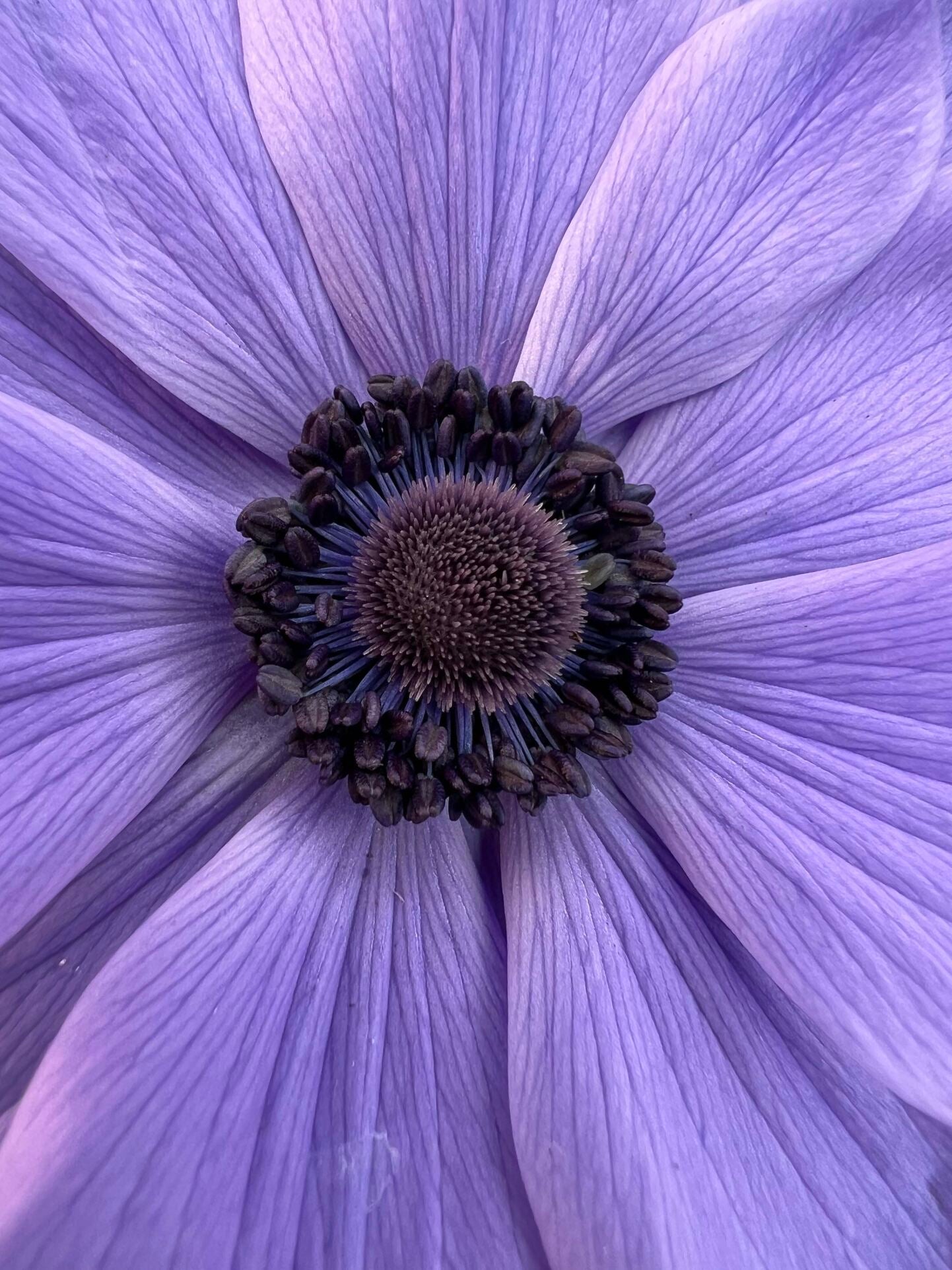 Springti February Fever Blooms: Top 10 Outdoor Plants to Plant Now for Springti ...